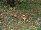 Мухоморчики ) грибов толком и не нашли